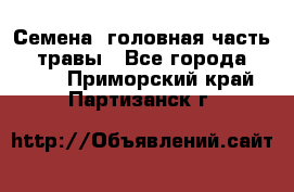 Семена (головная часть))) травы - Все города  »    . Приморский край,Партизанск г.